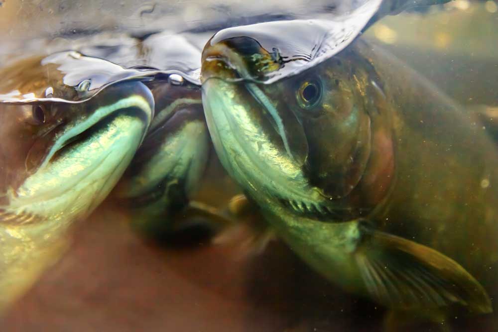 Image of fish underwater
